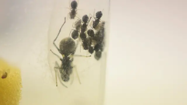 Aranha e filhotes no laboratório