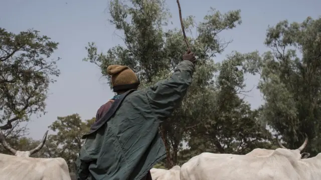 Anti-open grazing law: Miyetti Allah stand on Lagos new law for cattle farmers