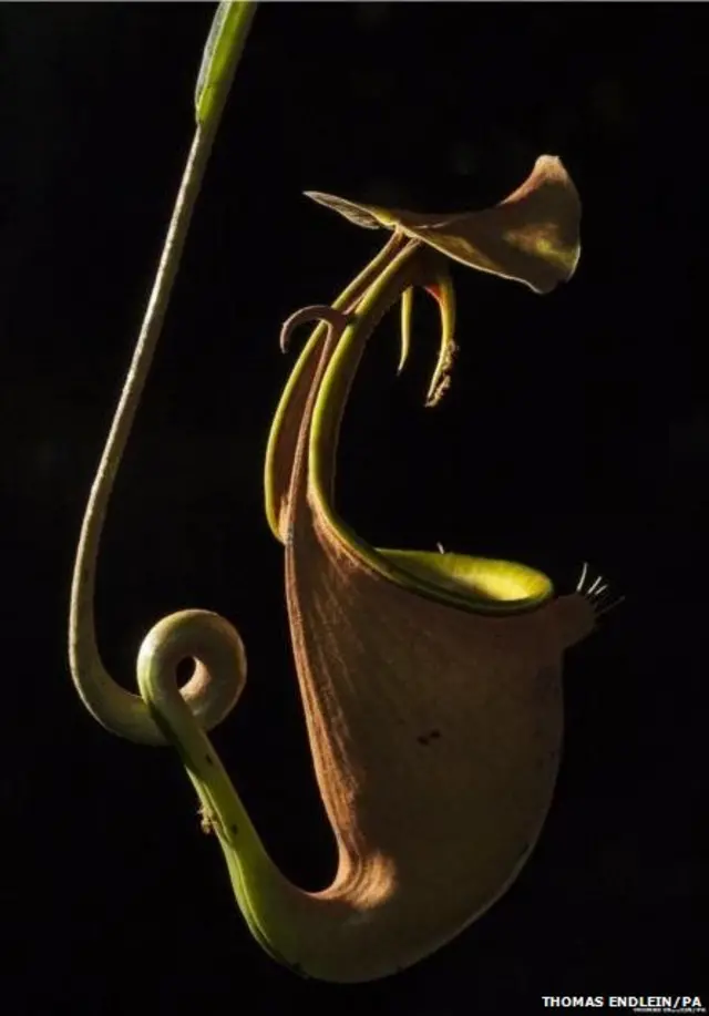 वनस्पती