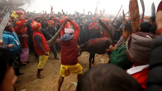 Un carnicero mueve su cuchillo para sacrificar a un búfalo, en Nepal, Diciembre 2019