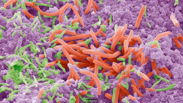 Xasiyyətimiz hormonlar və immun sistemimizdən tutmuş bağırsağımızdakı mikroblara qədər biologiyamız bir çox tərəfləri ilə əlaqəlidir