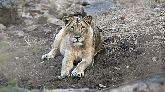 સિંહ