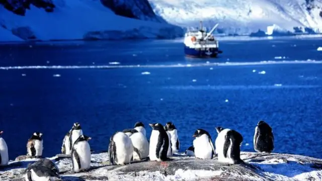 طيور البطريق