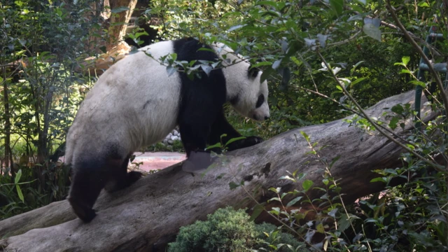 Panda en zoológico de Chapultepec.