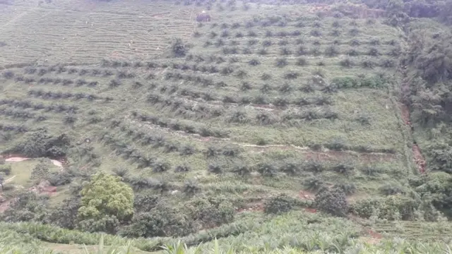 முள் தேங்காய்