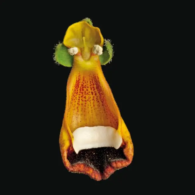 Calceolaria uniflora