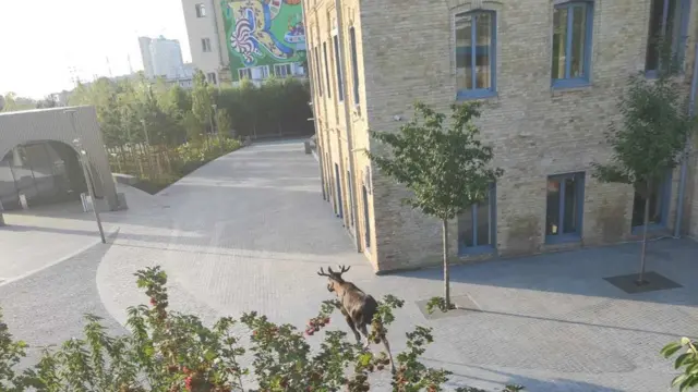 лось