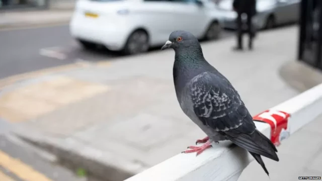 कबूतर से जासूसी