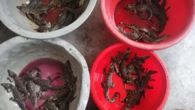 লোনা পানির কুমির ছানা