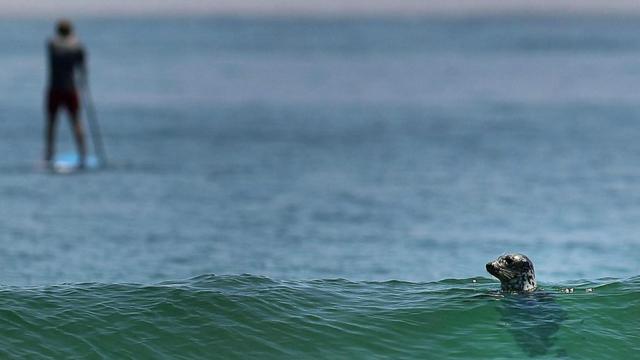 Рост популяции тюленей у Кейп-Код на восточном побережье США привел к росту количества акул в районах, популярных у отдыхающих