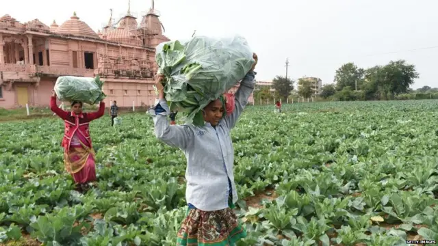 किसान, नरेंद्र मोदी, भारत कृषि