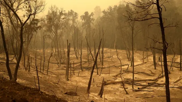 Пожежі в Каліфорнії