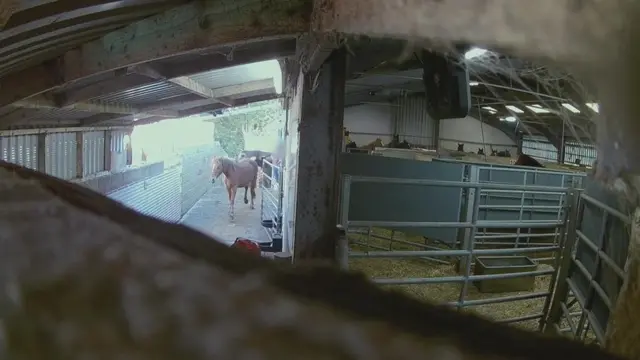 Animal Aid tarafından gizli kameralarla çekilen görüntüler.