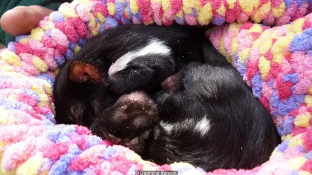 Writer Georgina Kenyon lives on the edge of a forest in Australia’s Blue Mountains. At a nearby sanctuary, she photographs these baby Tasmanian devils