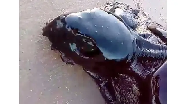 Tartarugajogo máquina caça níquelpraia no Maranhão