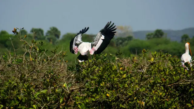 வேடந்தாங்கல் பறவைகள் சரணாலயம்