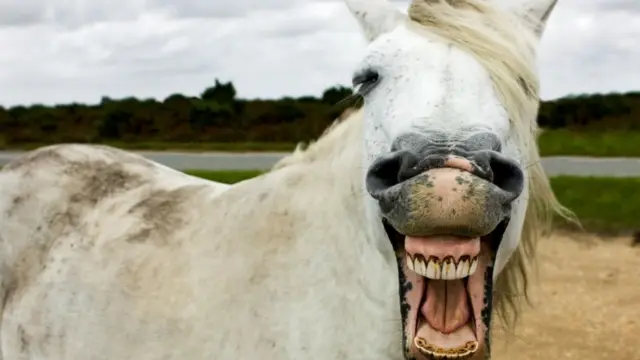 Пони в Новом лесу