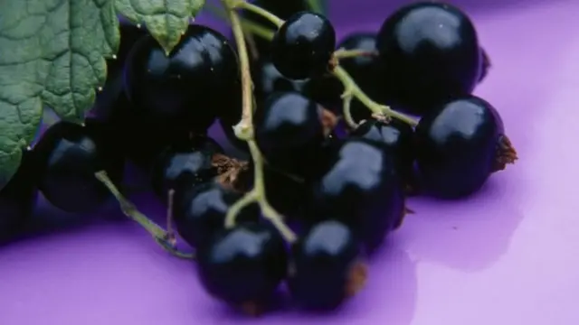 Blackcurrants