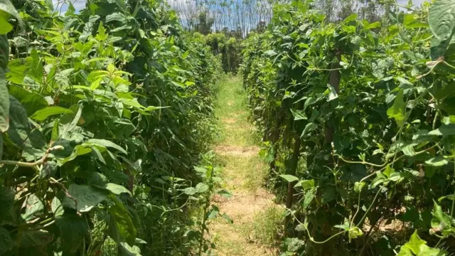 பயிர் நிலம்