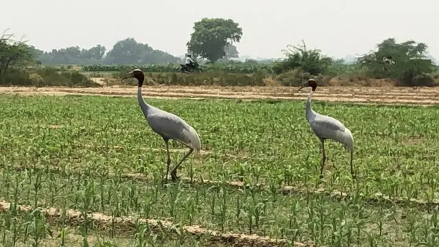 सारस पक्षी