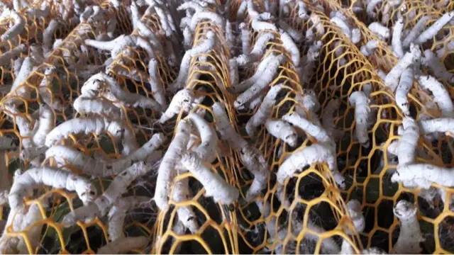 रेशीम शेती