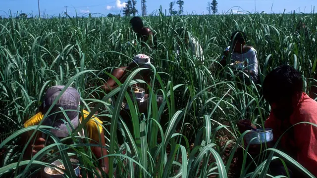 Índios comendowestern slotplantaçãowestern slotcanawestern slotaçúcar no Mato Grosso, onde trabalham na poda.