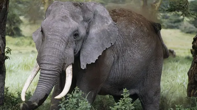 En Afrique, l'éléphant symbolise généralement la puissance et la sagesse