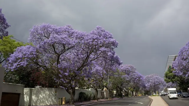 اشتهرت بريتوريا بأشجار الجكرندا ذات الأزهار الأرجوانية