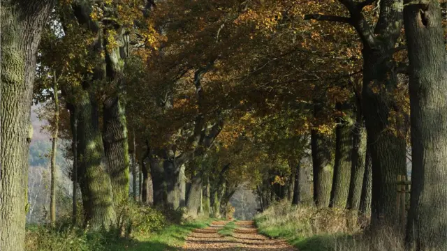 Eichenbaum Allee im Reinhardswald