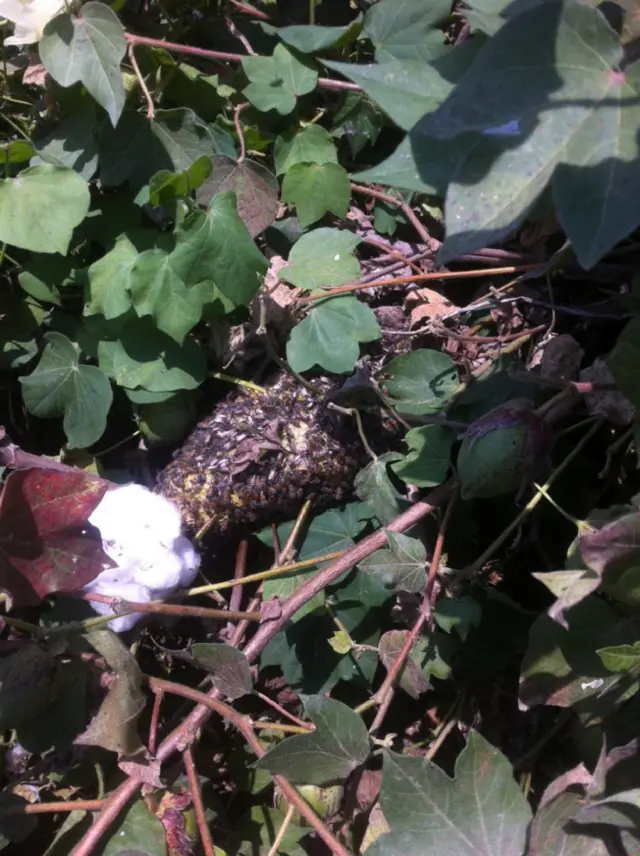 विदर्भ किसान