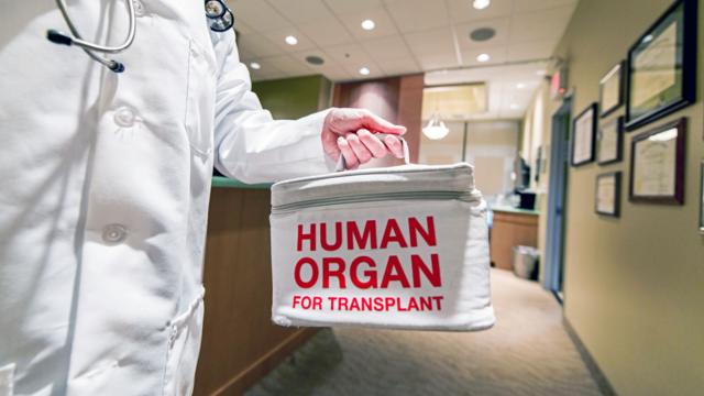 A doctor holding an organ donation bag