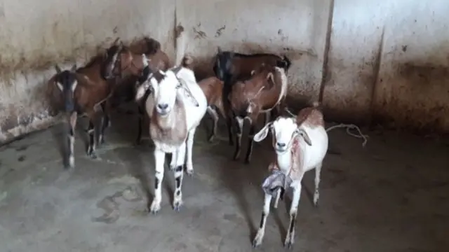Kunwar Bai Yadav yagurishije ihene ze 7 kugirango yubake umusarane