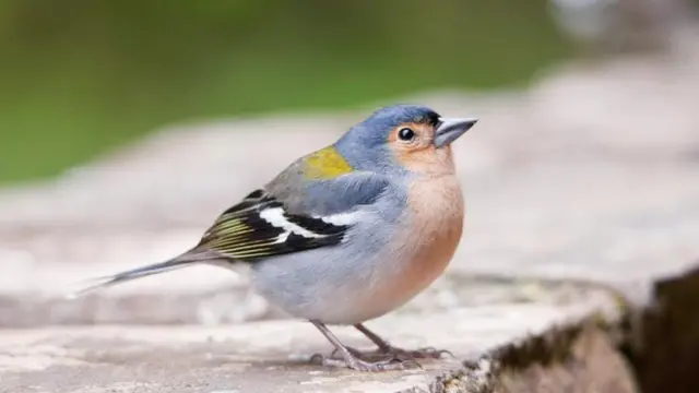 Pinzón vulgar de Madeira (F. maderensis).