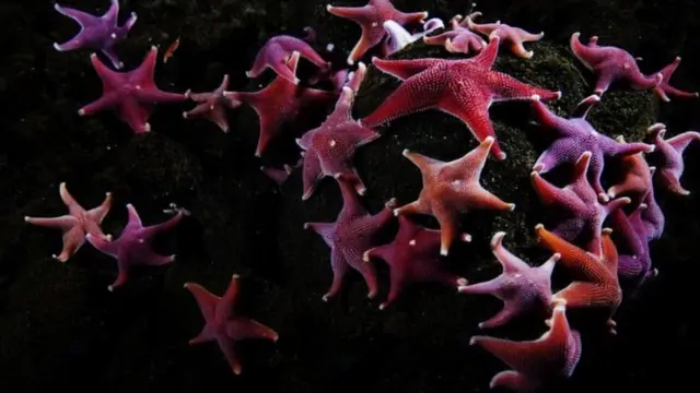 صورة حيوان نجم البحر