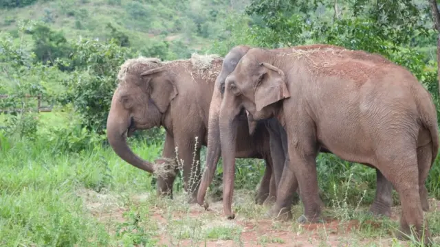 Guida (na frente), Rana (no meio) e Maia (atrás)