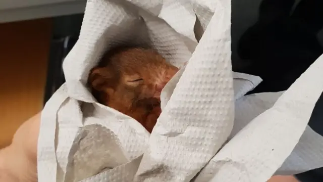 Karl-Friedrich the squirrel