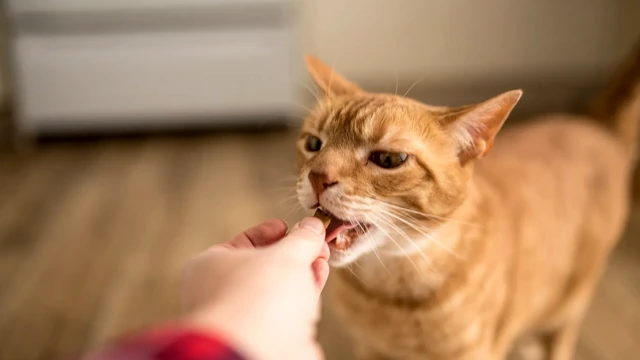 Кошки, кажется, не так разборчивы, когда дело доходит до угощения. Но не судим ли мы их слишком по-человечески?