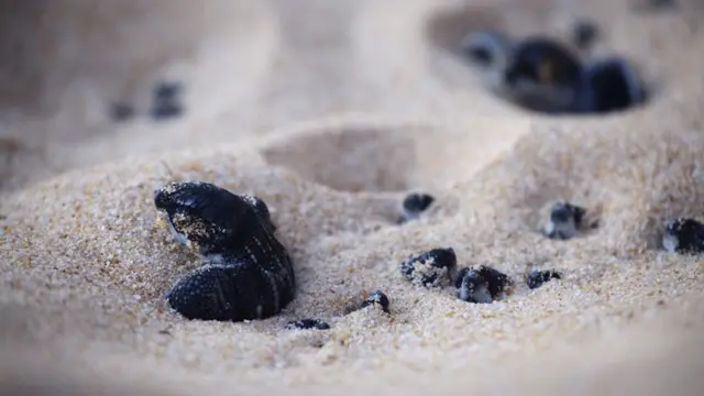 ลูกเต่ามะเฟือง