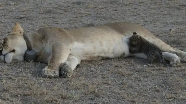 तेंदुए के बच्चे को पाल रही है ये शेरनी