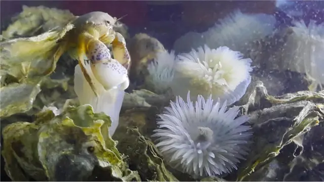 Les récifs artificiels ont accueilli de nombreuses autres espèces que les huîtres.