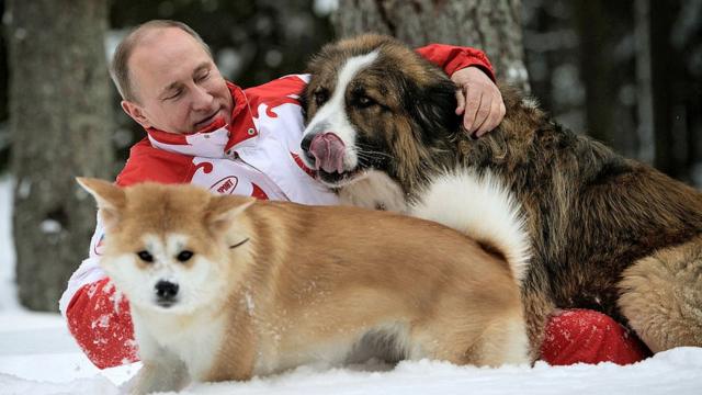 Putin frolicking in the snow with his dogs, 2013年和爱犬戏雪