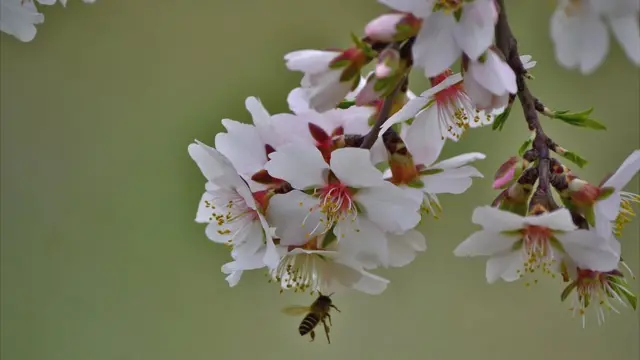 سری نگر میں موسمِ بہار