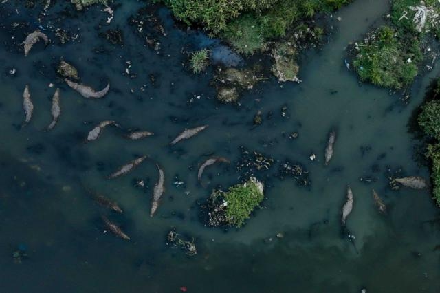 The  river dolphin  BBC Science Focus Magazine