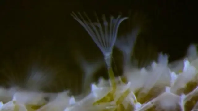 Wannan halittar (sessile Membranipora) tana da baki da takashi kusa da kusa