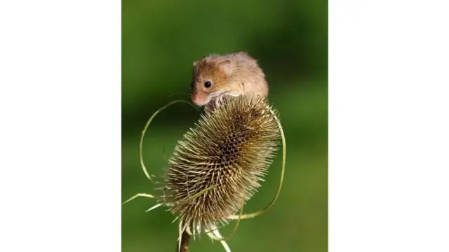 بعدسات الجمهور: "الأشياء الحلوة"