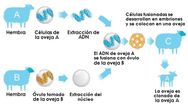 Explicación clonación