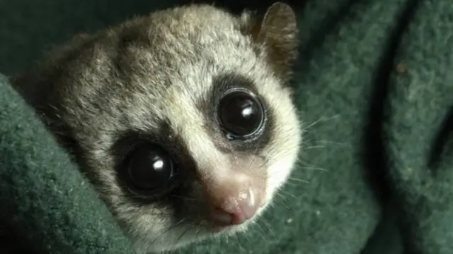 Толстохвостый карликовый лемур