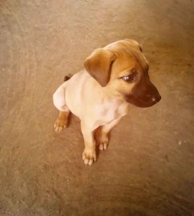 பசி விண்ணப்பம் - இரா.இராமச்சந்திரன்