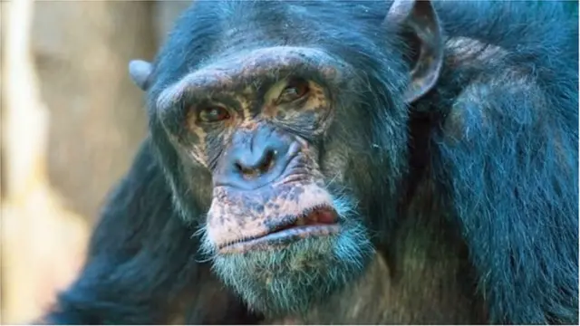 चिम्पांझी