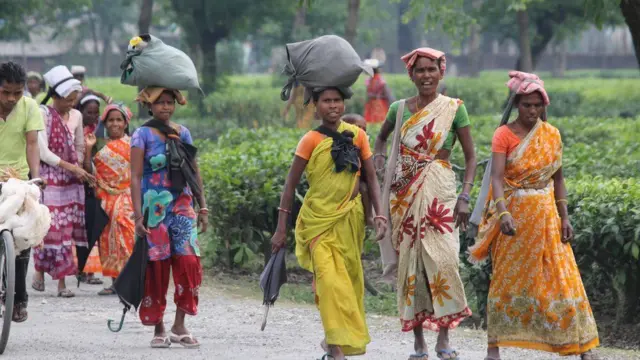 కొండ ప్రాంతంలోని తేయాకు తోటలకు ఈ లాక్‌డౌన్ వల్ల ఎక్కువ నష్టం జరిగింది